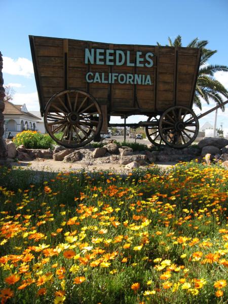  Needles C Asignflowers Jan09