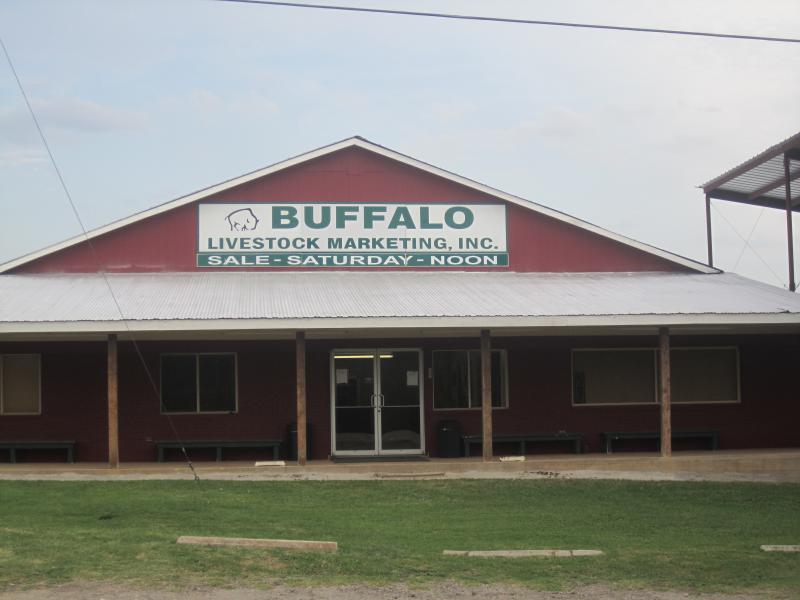  Buffalo, T X, Auction Barn I M G 2296